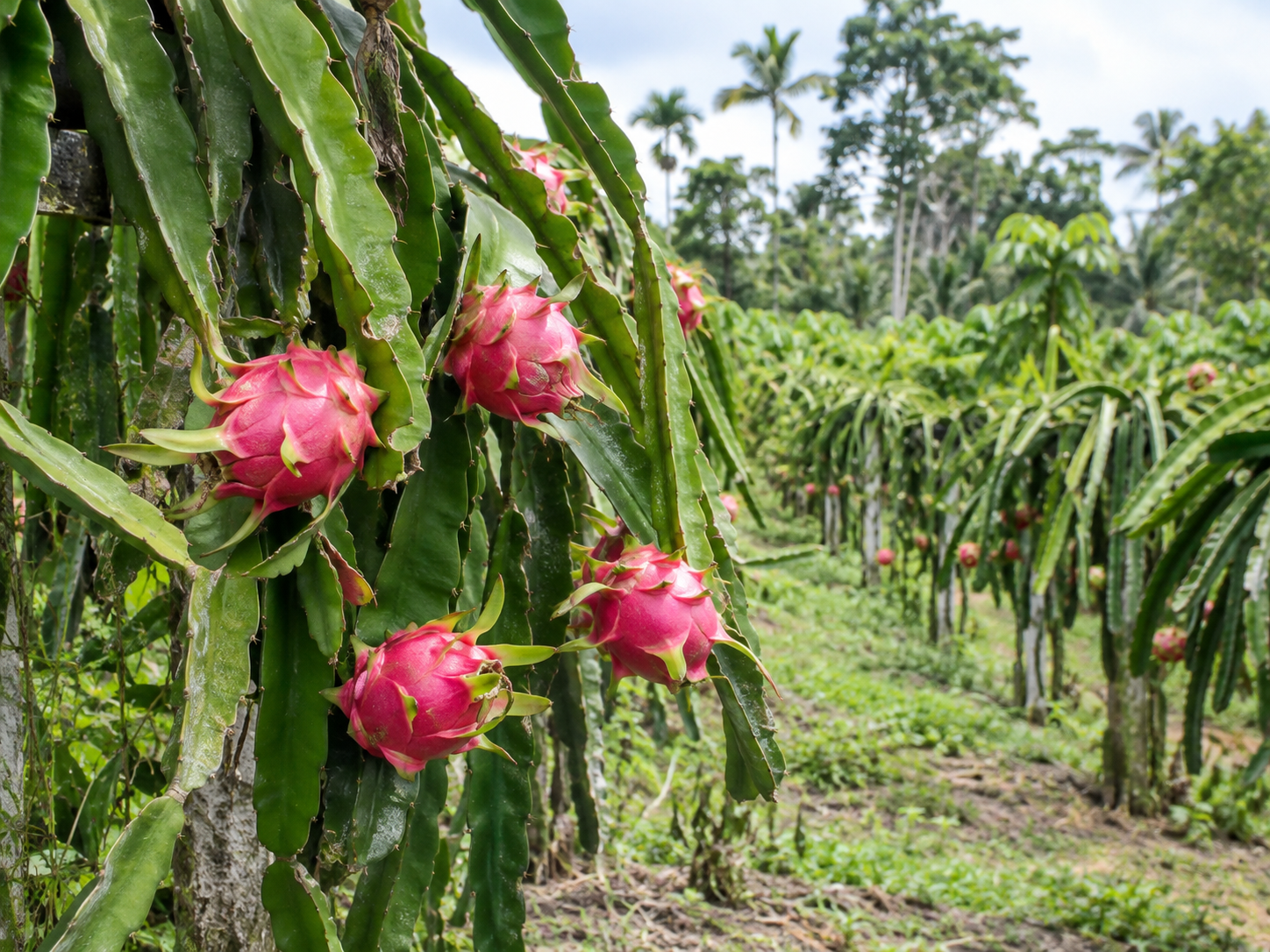 Cultivo de pitajaya en Pastaza